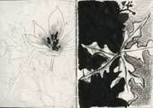 Sketchbook A5-06, 07. Graphite and ink drawings (flowers and leaves).