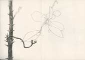 Sketchbook A5-06, 10. Pencil drawing (garden plants).