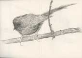 Sketchbook A5-06, 11. Graphite sketch (bird).