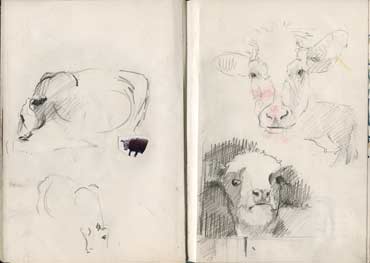 Sketchbook A5-02, 16c. Pencil drawings (cows).